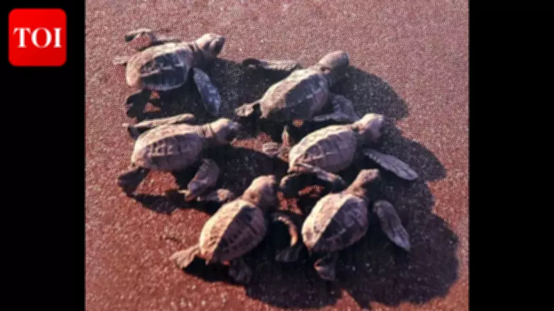 Olive Ridley Turtle Nesting Declines in Goa This Season