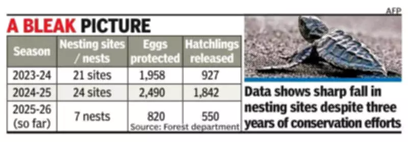 Olive Ridley Turtle Nesting Drops 60% on Mangaluru Coast Despite Conservation