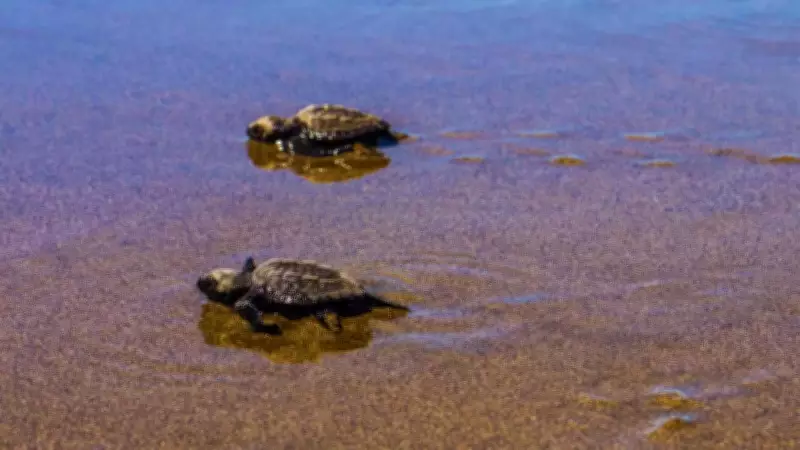 Olive Ridley Turtle Season Ends with 6,173 Hatchlings Released in Goa