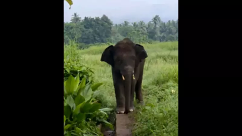 Omkar Elephant Spotted Near Goa Border Again, Officials on Alert