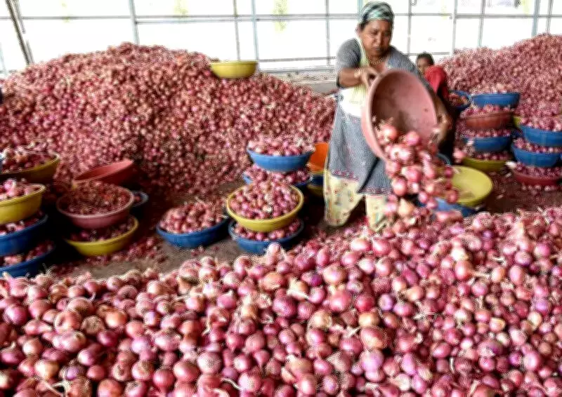 Onion Price Drop Worries Farmers, Demand Rs 1,500/Quintal Grant