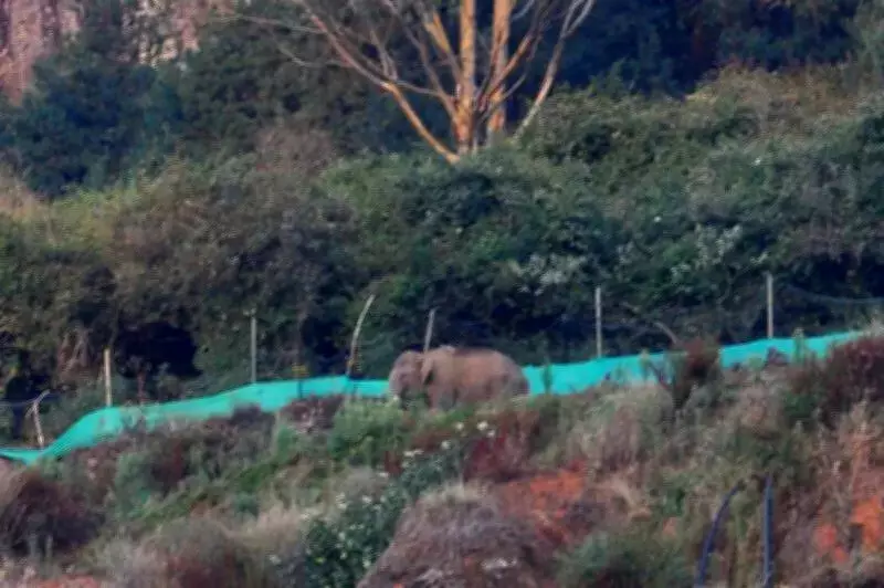 Ooty Residents Fearful as Lone Wild Elephant Roams Near Fun City Area