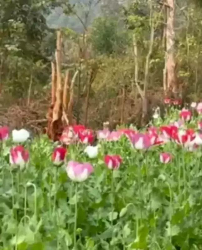 Over 1.8 Lakh Opium Plants Destroyed in Mandi District Raid
