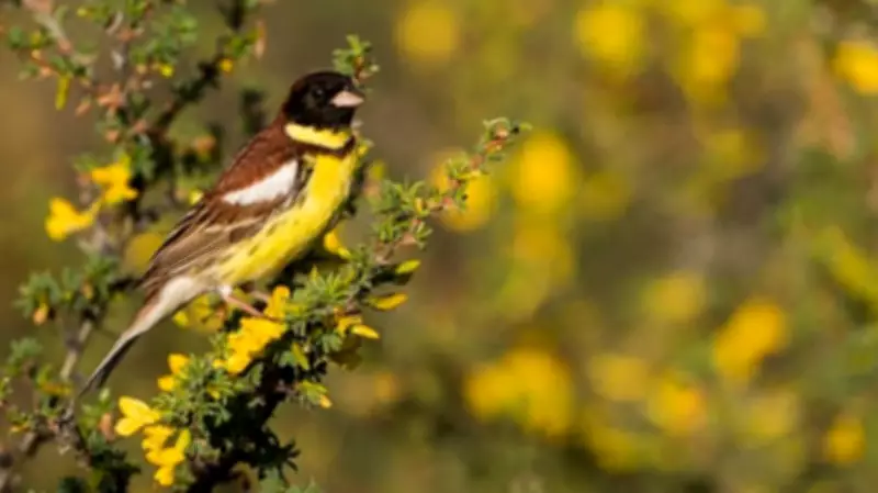 Over 180,000 Yellow-Breasted Buntings Counted in First Multi-Country Winter Roost Survey