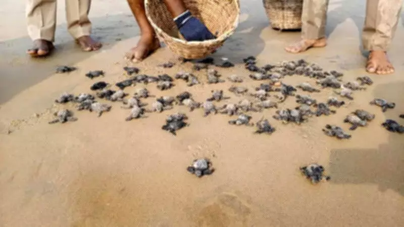 Over 48,000 Olive Ridley Turtle Hatchlings Released in Tamil Nadu