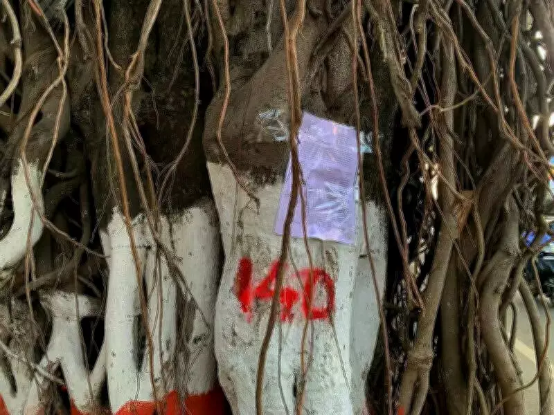 Over 500 Trees at Risk in Pune Road Widening Project, Citizens Protest