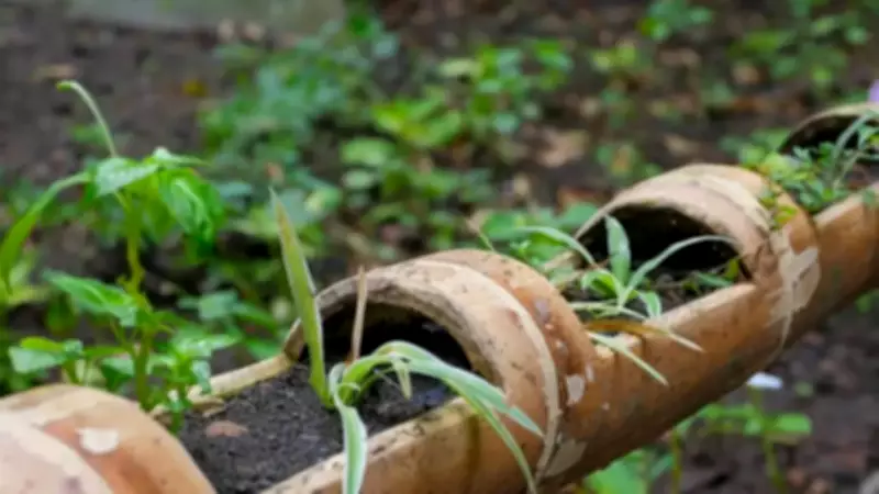 Overwatering Plants in Indian Summers: A Common Mistake That Kills