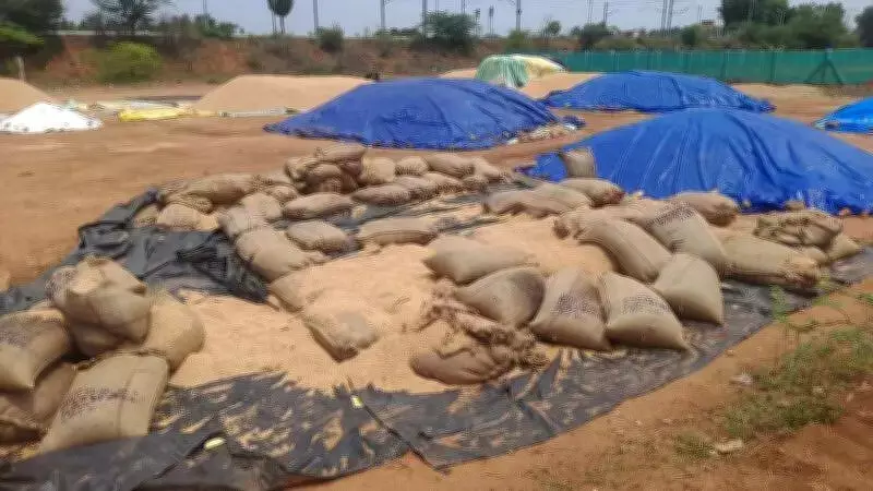 Paddy Sacks Left in Open for 45 Days Deteriorate in Rain in Madurai