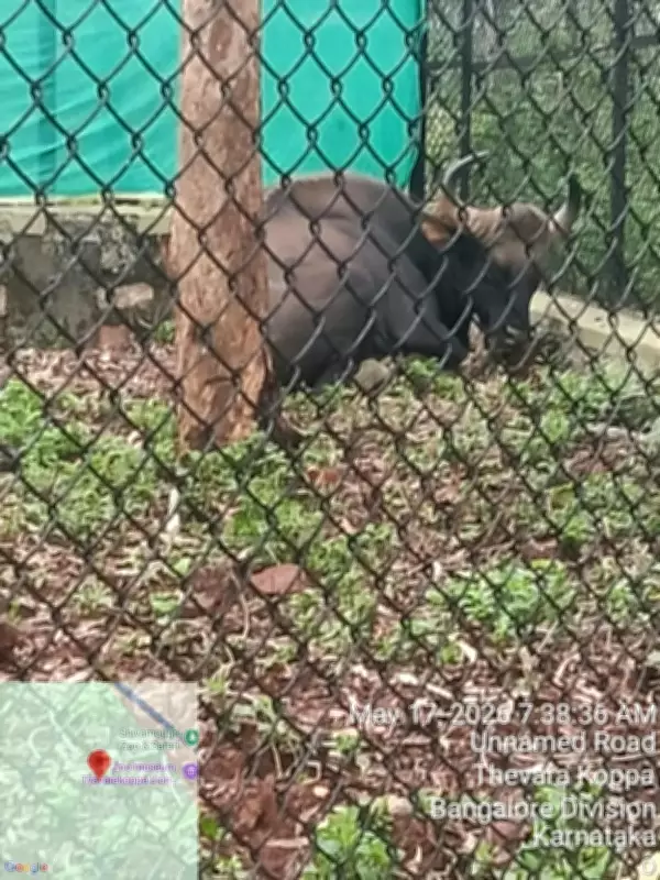 Partially Blind Gaur Shifted to Shivamogga Zoo, Doing Well
