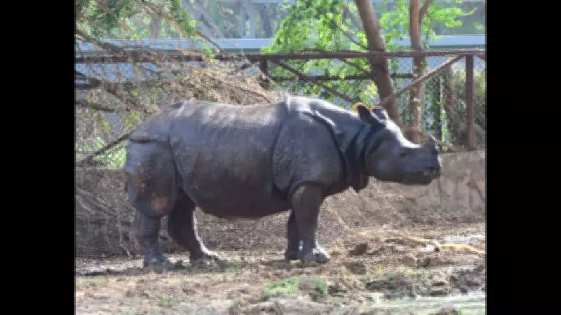 Patna Zoo in Talks with Singapore Zoo to Acquire White Rhinos