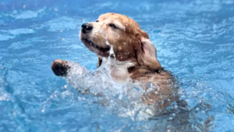 Pet resorts in Coimbatore thrive as owners seek reliable care