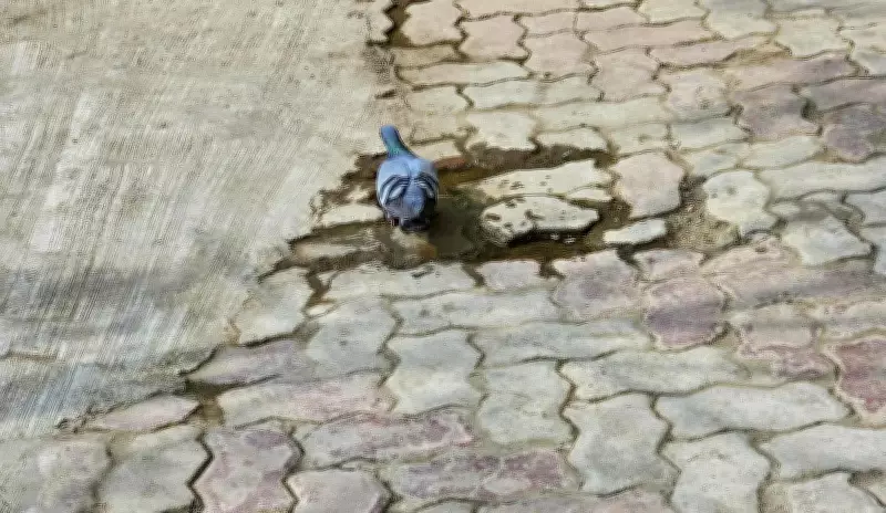 Pigeon Droppings Not PWD's Concern, Says Department to NGT