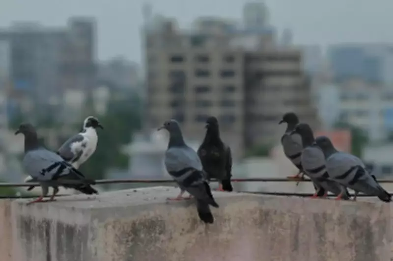 Pigeon Racing Banned in Ahmedabad After 2025 Air India Crash