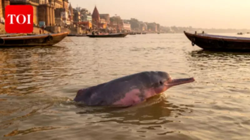 Pink Dolphins in India: Facts, Best Spots, and Conservation Status