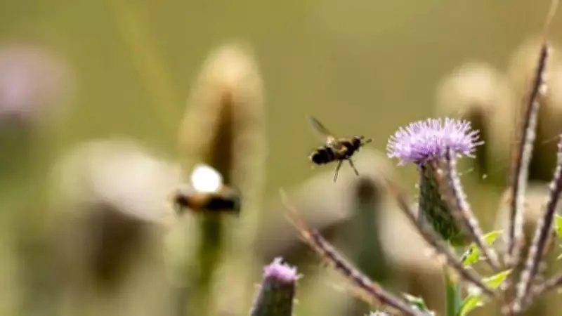 Pollinator Balcony Trend: Indian Gardeners Boost Urban Biodiversity