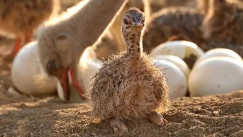 Poop, Stomach Oil, Ostrich Eggshells Reveal Ancient Climate Secrets