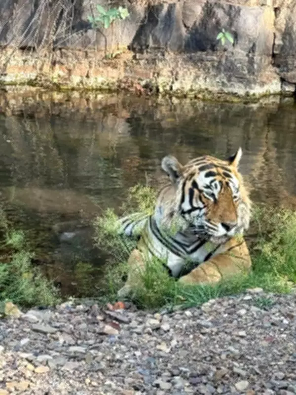 Porcupine Quills Found Embedded in Tiger T-120 in Ranthambore