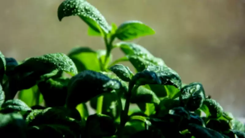 Pre-Monsoon Gardening: Best Plants to Grow Before Rains in India