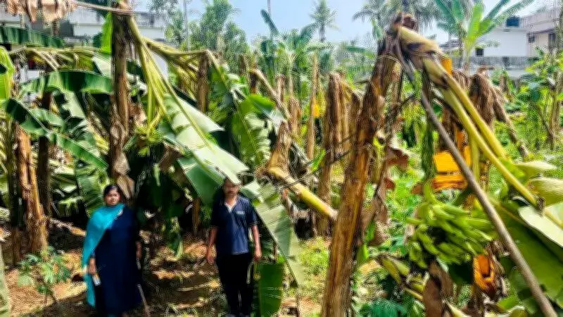 Pre-monsoon Rains, Winds Cause Rs 1.38 Crore Crop Damage in Ernakulam