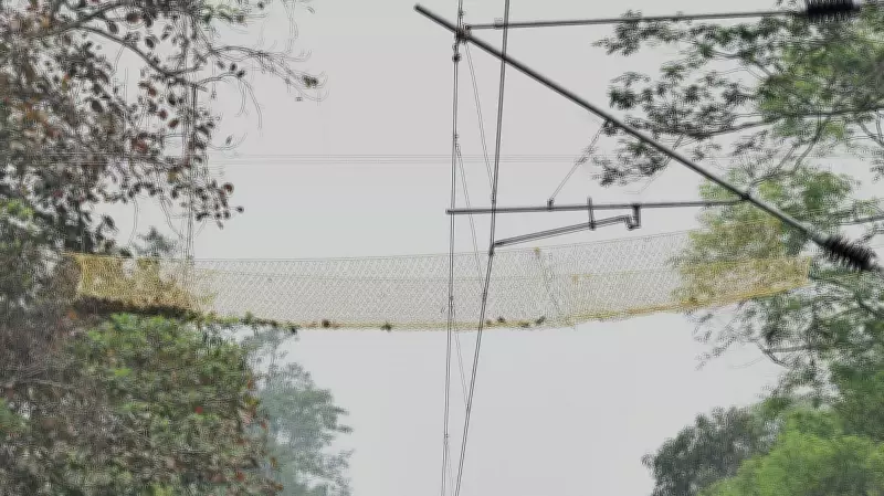 Primate Uses Canopy Bridge to Cross Rail Line at Assam Sanctuary: First Instance Worldwide, Says WII