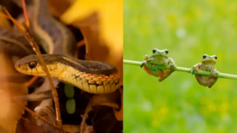 Protect Backyard Wildlife from Lawnmowers This Summer