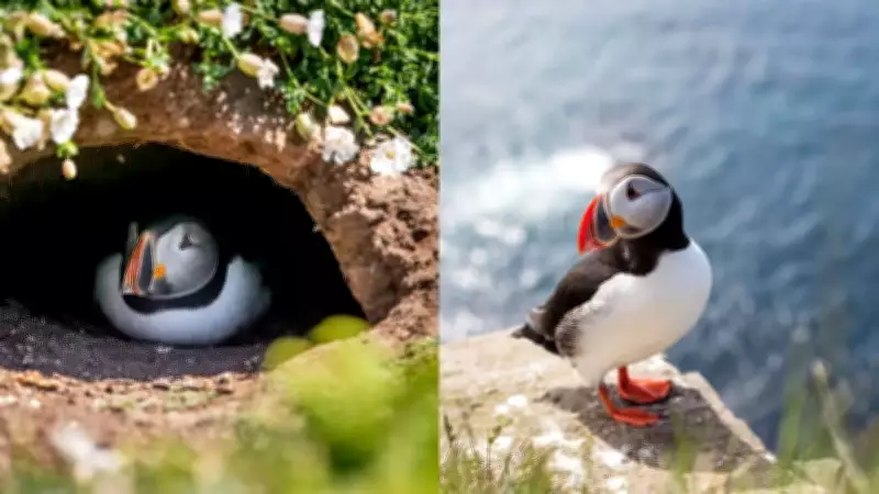 Puffin Cams Return to Farne Islands for Adorable Seabird Watching