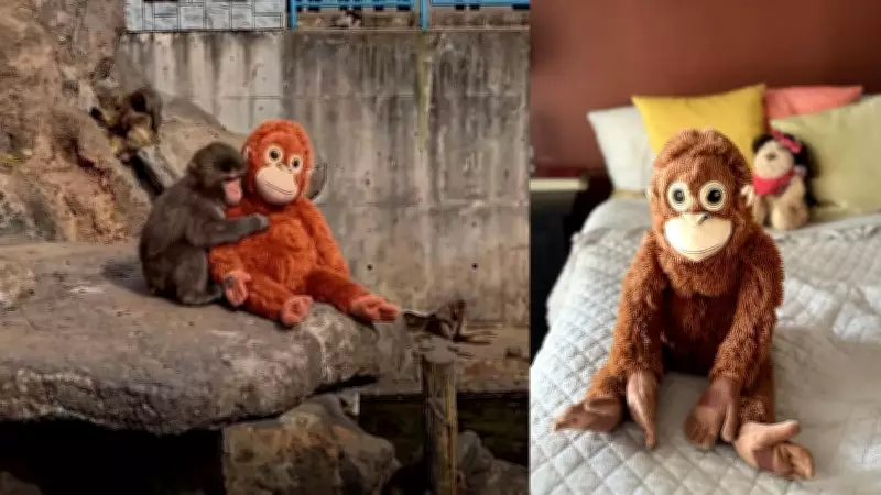 Punch the Viral Lonely Monkey Grows Up with Playful Antics