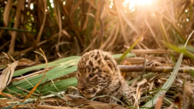 Pune MLRC Rescues 100+ Leopards, Reunites 112 Cubs Since 2018