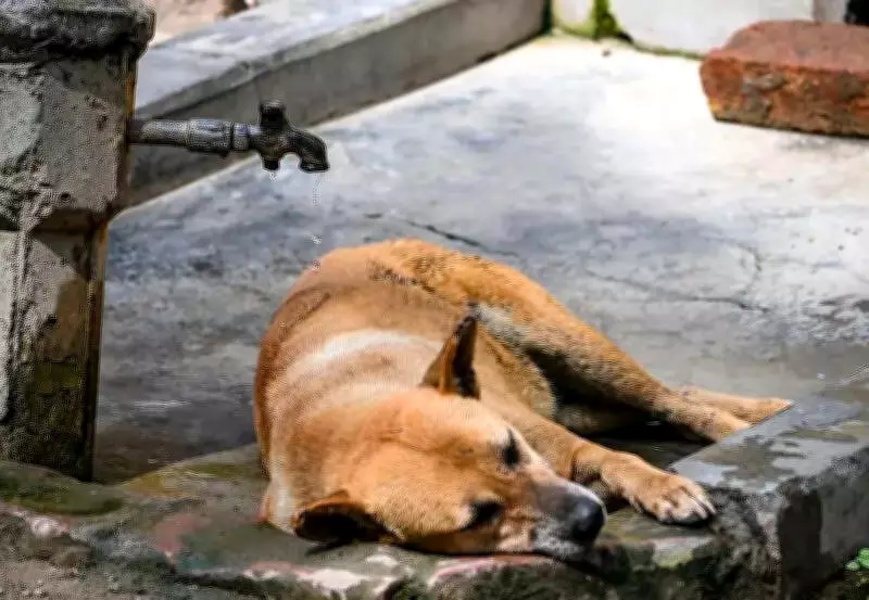 Pune Sees Surge in Pet Heatstroke Cases as Summer Temperatures Soar