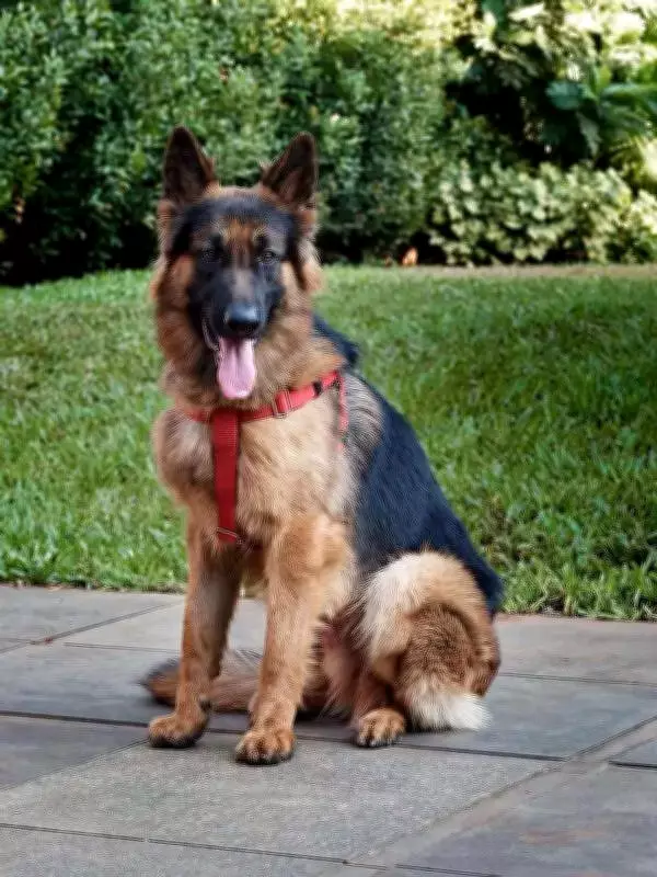 Pune Vet Saves Dog from Kidney Failure with Advanced Dialysis