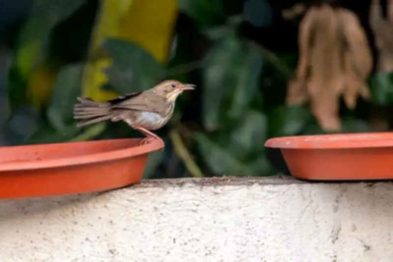 Pune's Birds Struggle as Urban Heat Threatens Survival Amid Record Summers