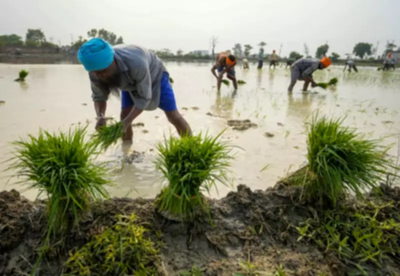 Punjab Braces for Record 18,000 MW Power Demand as Paddy Season Begins