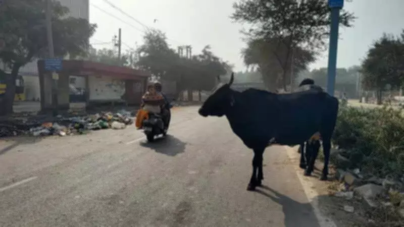 Punjab Gau Sewa Commission Directs Shifting of Stray Cattle to Gaushalas in 4 Months