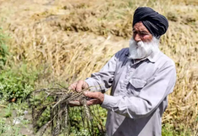 Punjab Halts 53% Crop Loan Hike After Cooperative Banks' Objections