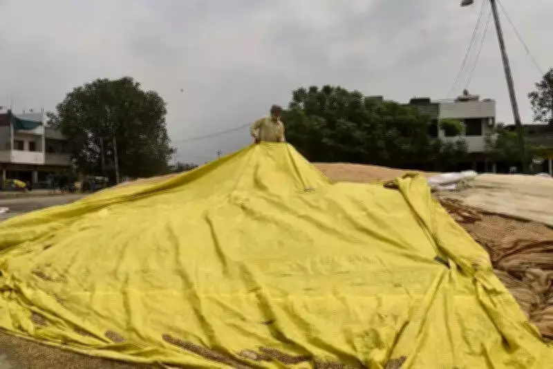 Punjab Haryana Rain Storm Damages Wheat Power Disruption