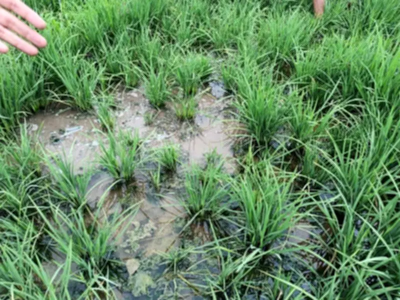Punjab Holds State-Level Online Session on Rice Dwarfing Disease