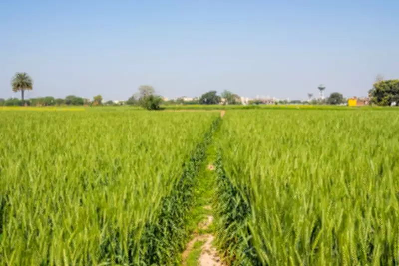 Punjab Launches Cash Incentive Scheme to Promote Crop Diversification Among Farmers