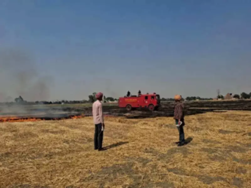 Punjab Records 841 Farm Fires in 24 Hours, Seasonal Tally Nears 8,000