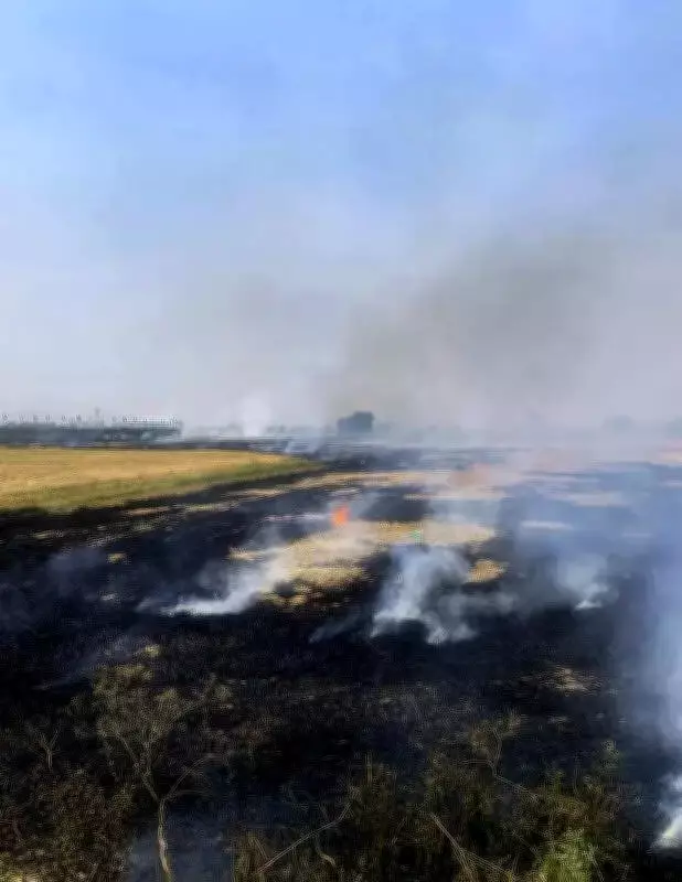 Punjab Reports 294 Farm Fires as Total Crosses 8,200 This Season