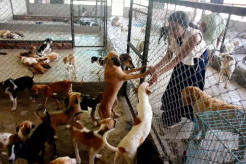 Punjab to Issue Fresh Stray Dog Guidelines in 3 Days: Local Bodies Secretary