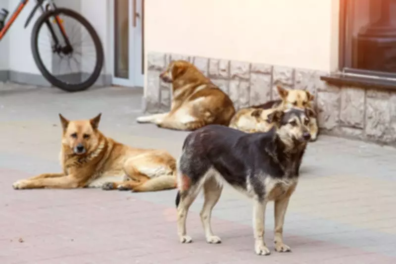 Punjab to Launch Drive Against Stray Dogs Posing Threat to Human Life on May 22