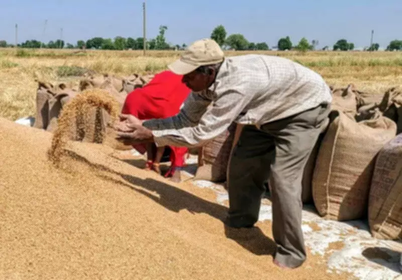 Punjab wheat procurement nears completion with 97.5% arrivals