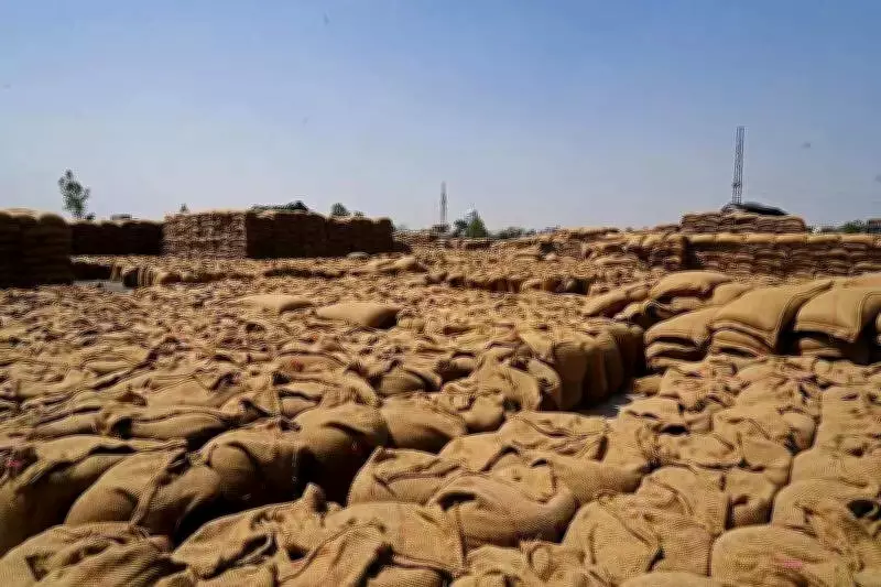 Punjab Wheat Procurement Reaches 95.9% of Target with 116.98 LMT Arrival