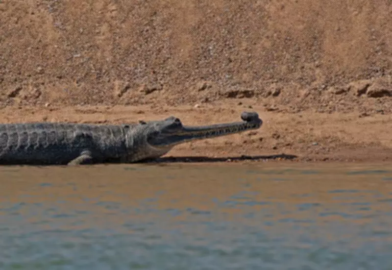 Punjab Wildlife Department Launches Cross-Border Gharial Rescue Mission