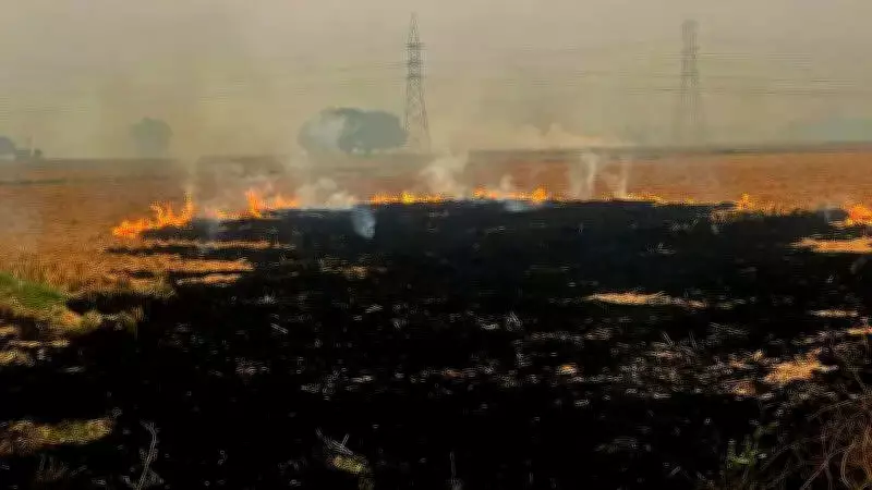 Punjab Worst in Crop Residue Burning Surpassing Haryana and MP