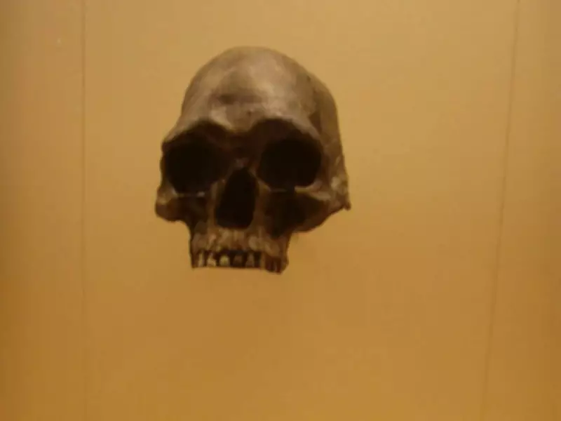 Queensland Skull: How a 1960s Discovery Reshaped Human Evolution Studies