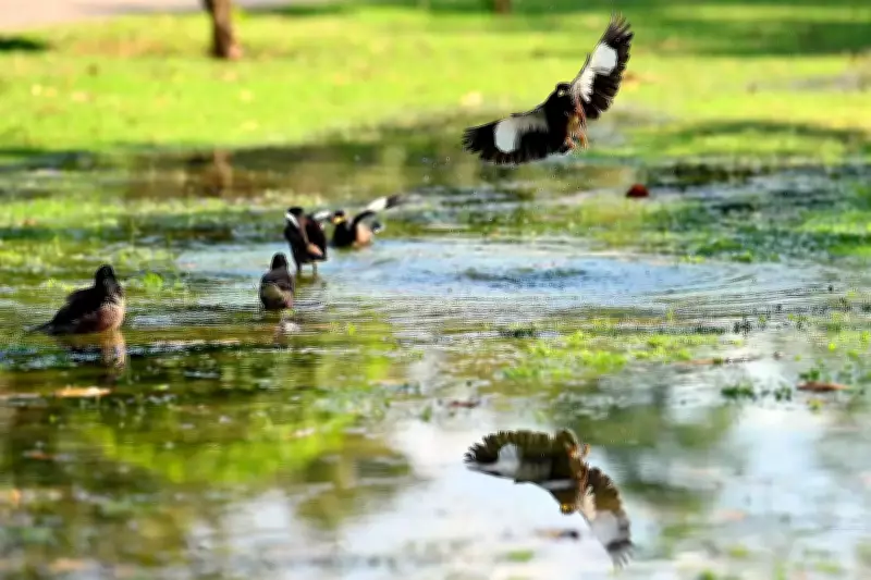 Rain to Bring Relief to Chandigarh from Thursday, IMD Predicts Showers