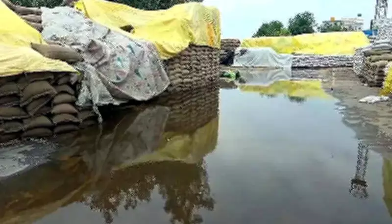 Rain Wreaks Havoc at Gohana Grain Market, Lakhs of Quintals of Wheat Damaged