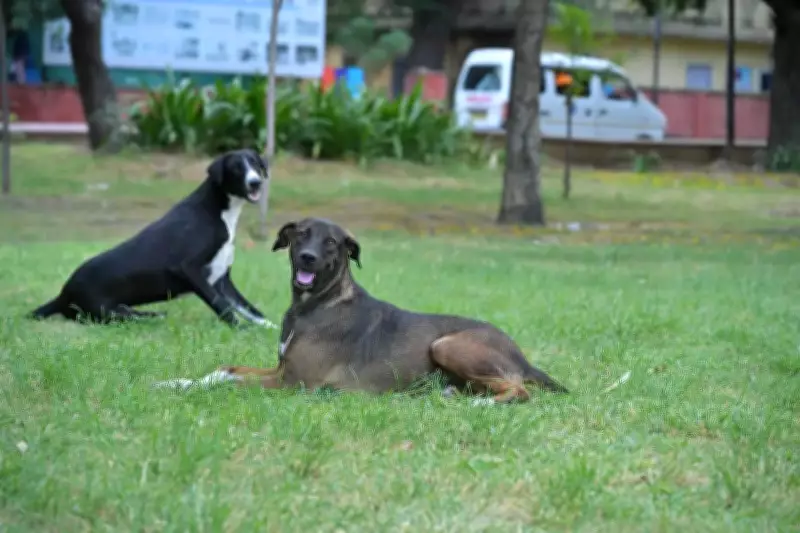 Rajasthan Forms Panel to Survey Stray Dogs After SC Directive
