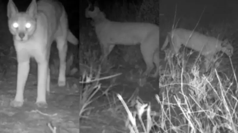 Rajasthan Launches Caracal Conservation Campaign with Radio Collar Tracking
